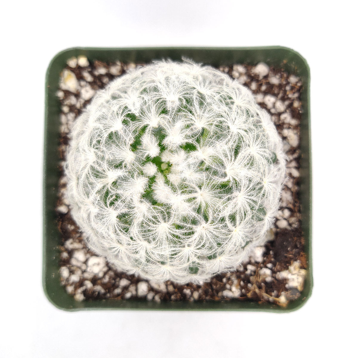 Mammillaria Plumosa &#39;Feather Cactus&#39;, monthly succulents, succulent care, succulent care guide, Succulents shop near me, indoor succulents, succulents garden, cactus, succulent subscription, Mammillaria Plumosa &#39;Feather Cactus&#39; in California, How to grow Mammillaria Plumosa &#39;Feather Cactus&#39; , cactus, cactus succulent, succulent cactus, cacti, cactus and succulents, succulents box, succulent shop, buy succulents online