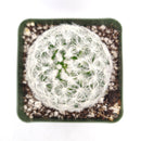 Mammillaria Plumosa &#39;Feather Cactus&#39;, monthly succulents, succulent care, succulent care guide, Succulents shop near me, indoor succulents, succulents garden, cactus, succulent subscription, Mammillaria Plumosa &#39;Feather Cactus&#39; in California, How to grow Mammillaria Plumosa &#39;Feather Cactus&#39; , cactus, cactus succulent, succulent cactus, cacti, cactus and succulents, succulents box, succulent shop, buy succulents online