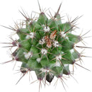Echinocereus Pulchellus var Acanthosetus Cactus for sale, Rare Cactus, Rare Succulent, Unusual Cactus,, Cactus Gift Ideas, Cactus Decor Ideas, cactus, cactus succulent, succulent cactus, cacti, cactus and succulents, succulents box, succulent shop, buy succulents online