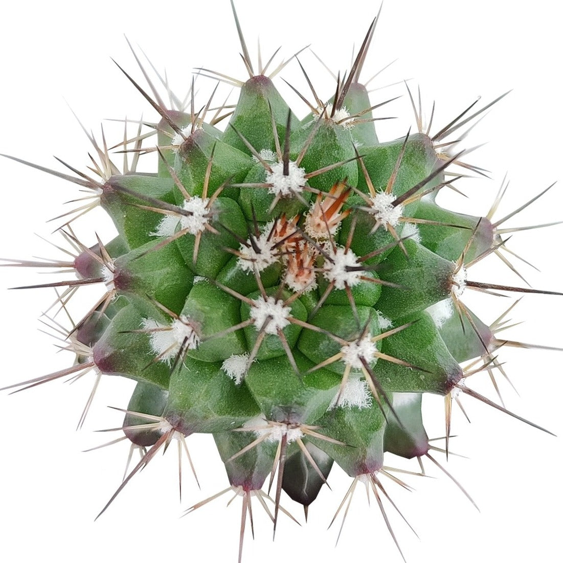 Echinocereus Pulchellus var Acanthosetus Cactus for sale, Rare Cactus, Rare Succulent, Unusual Cactus, Cactus Gift Ideas, Cactus Decor Ideas , cactus, cactus succulent, succulent cactus, cacti, cactus and succulents, succulents box, succulent shop, buy succulents online
