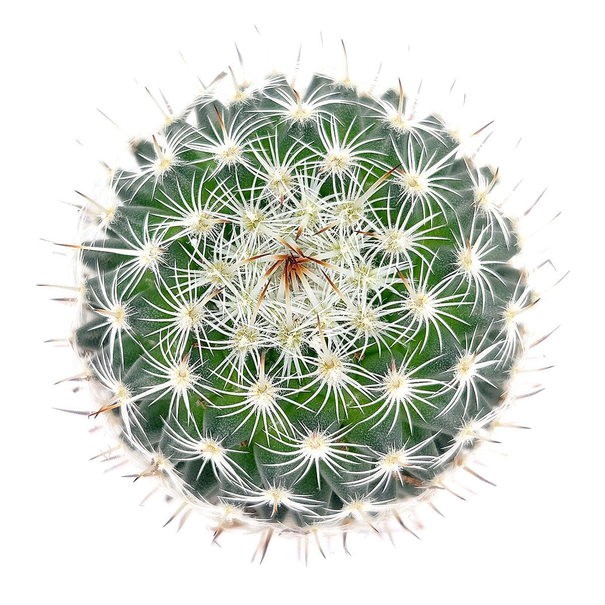 Mammillaria haageana ssp. Elegans | Succulent Gift Decor Ideas