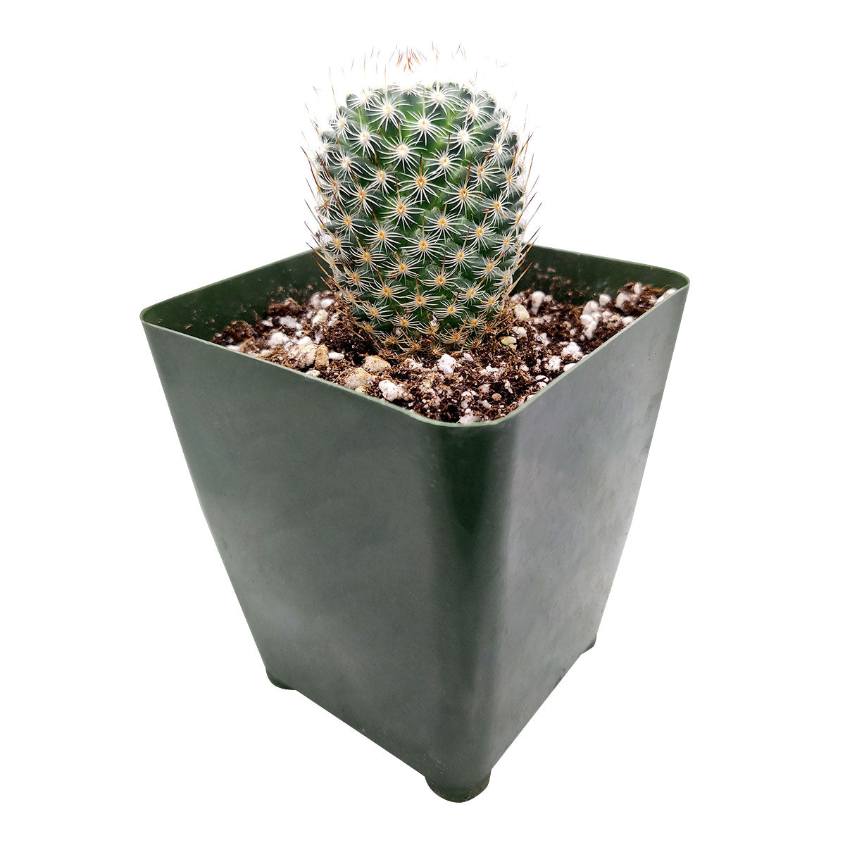 Mammillaria haageana ssp. Elegans, monthly succulents, succulent care, succulent care guide, Succulents shop near me, indoor succulents, succulents garden, cactus, succulent subscription, Mammillaria haageana ssp. Elegans in California, How to grow Mammillaria haageana ssp. Elegans, cactus, cactus succulent, succulent cactus, cacti, cactus and succulents, succulents box, succulent shop, buy succulents online