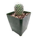 Mammillaria haageana ssp. Elegans, monthly succulents, succulent care, succulent care guide, Succulents shop near me, indoor succulents, succulents garden, cactus, succulent subscription, Mammillaria haageana ssp. Elegans in California, How to grow Mammillaria haageana ssp. Elegans, cactus, cactus succulent, succulent cactus, cacti, cactus and succulents, succulents box, succulent shop, buy succulents online