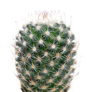 Mammillaria haageana ssp. Elegans, monthly succulents, succulent care, succulent care guide, Succulents shop near me, indoor succulents, succulents garden, cactus, succulent subscription, Mammillaria haageana ssp. Elegans in California, How to grow Mammillaria haageana ssp. Elegans, cactus, cactus succulent, succulent cactus, cacti, cactus and succulents, succulents box, succulent shop, buy succulents online