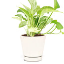 epipremnum aureum marble queen, pothos queen marble, small Marble Queen Pothos, Marble Queen Pothos for sale, low light houseplants, mature marble queen pothos, houseplants near me, common houseplants