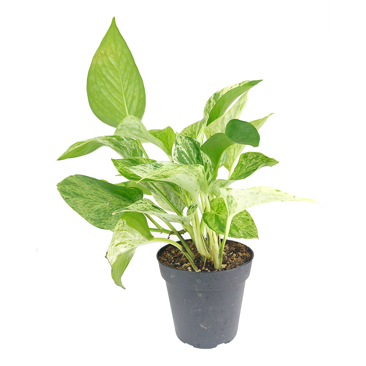 Marble Queen Pothos, Epipremnum aureum &#39;Marble Queen&#39;, tips for growing Pothos, low-maintenance houseplants, houseplants for beginners, indoor houseplants
