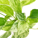 epipremnum aureum marble queen, pothos queen marble, small Marble Queen Pothos, Marble Queen Pothos for sale, low light houseplants, mature marble queen pothos, houseplants near me, common houseplants