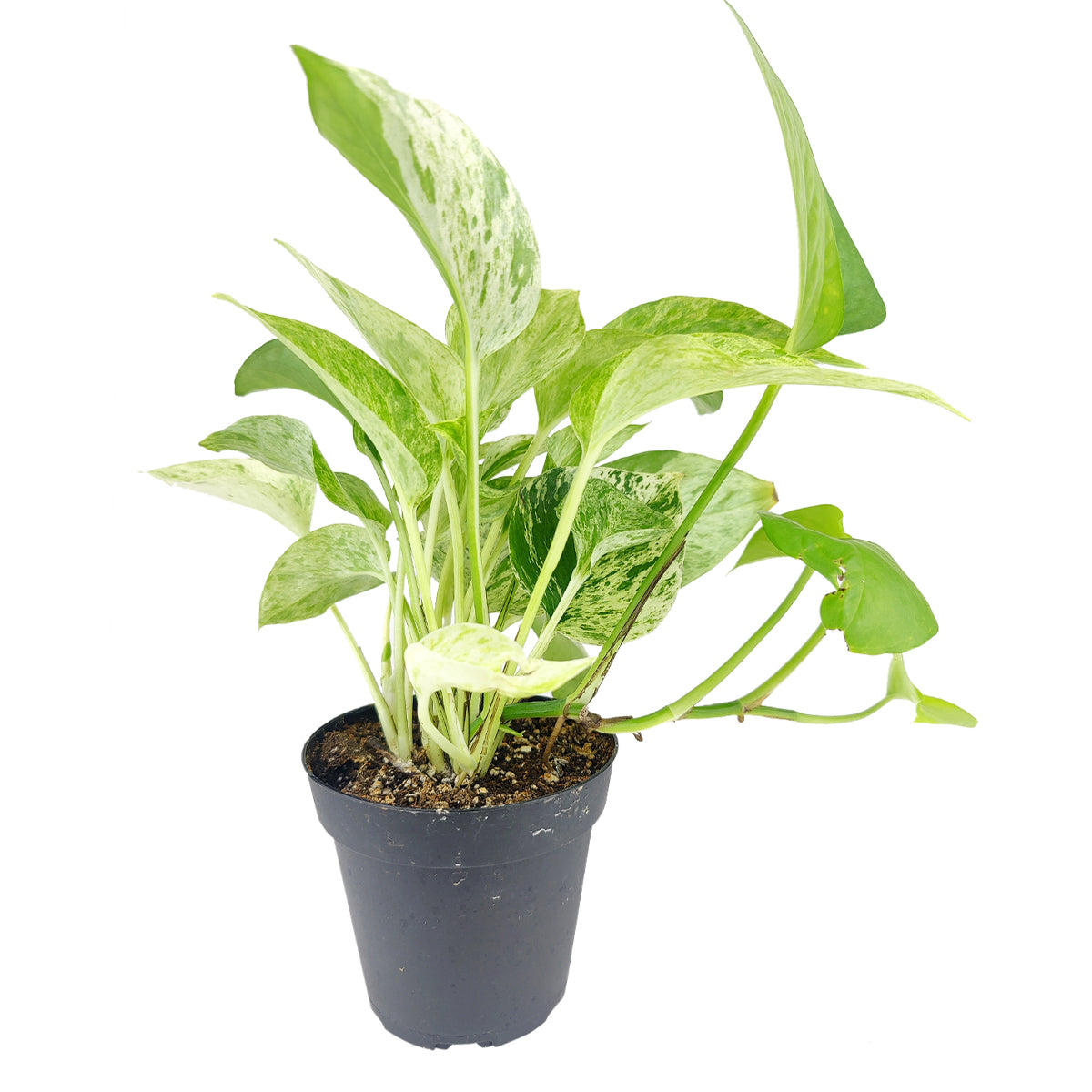 marble queen pothos slow growing Marble Queen Pothos - Best Colorful Foliage Houseplants for Beginners