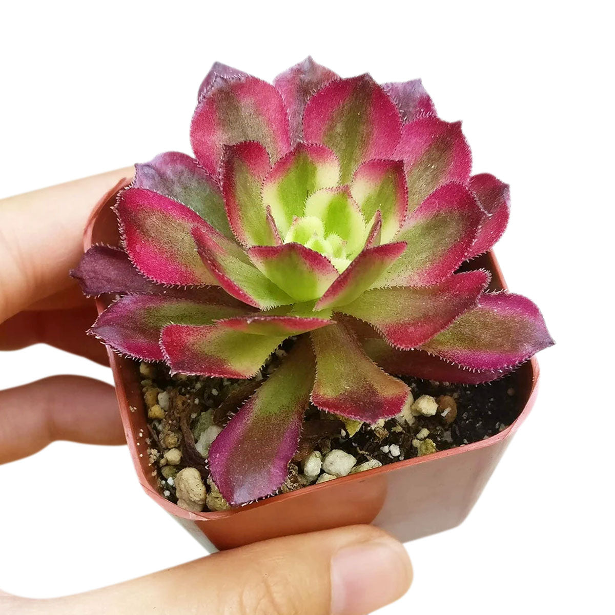 succulent mardi gras Aeonium Mardi Gras Succulent