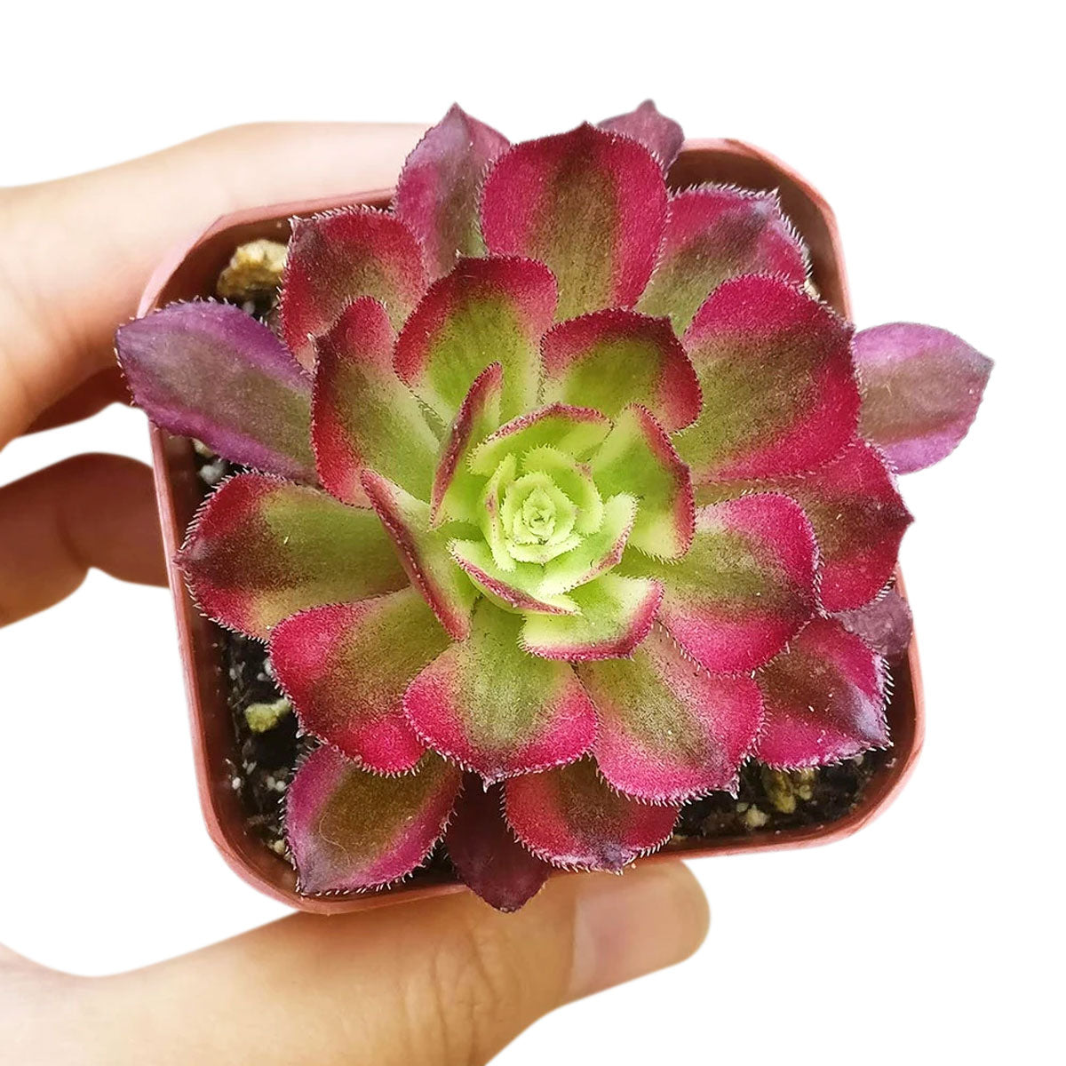 Aeonium Mardi Gras, Succulents, succulent care guide, Succulents shop near me, succulent care, succulents store in CA, succulents garden, succulent plant, monthly succulents, Aeonium Mardi Gras in California, How to grow Aeonium Mardi Gras