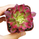 Aeonium Mardi Gras, Succulents, succulent care guide, Succulents shop near me, succulent care, succulents store in CA, succulents garden, succulent plant, monthly succulents, Aeonium Mardi Gras in California, How to grow Aeonium Mardi Gras