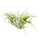 Tillandsia Matudae air plant for sale, unique gift decor ideas, air plant subscription delivery monthly, Tillandsia Matudae with air plant care guide, rare air plant