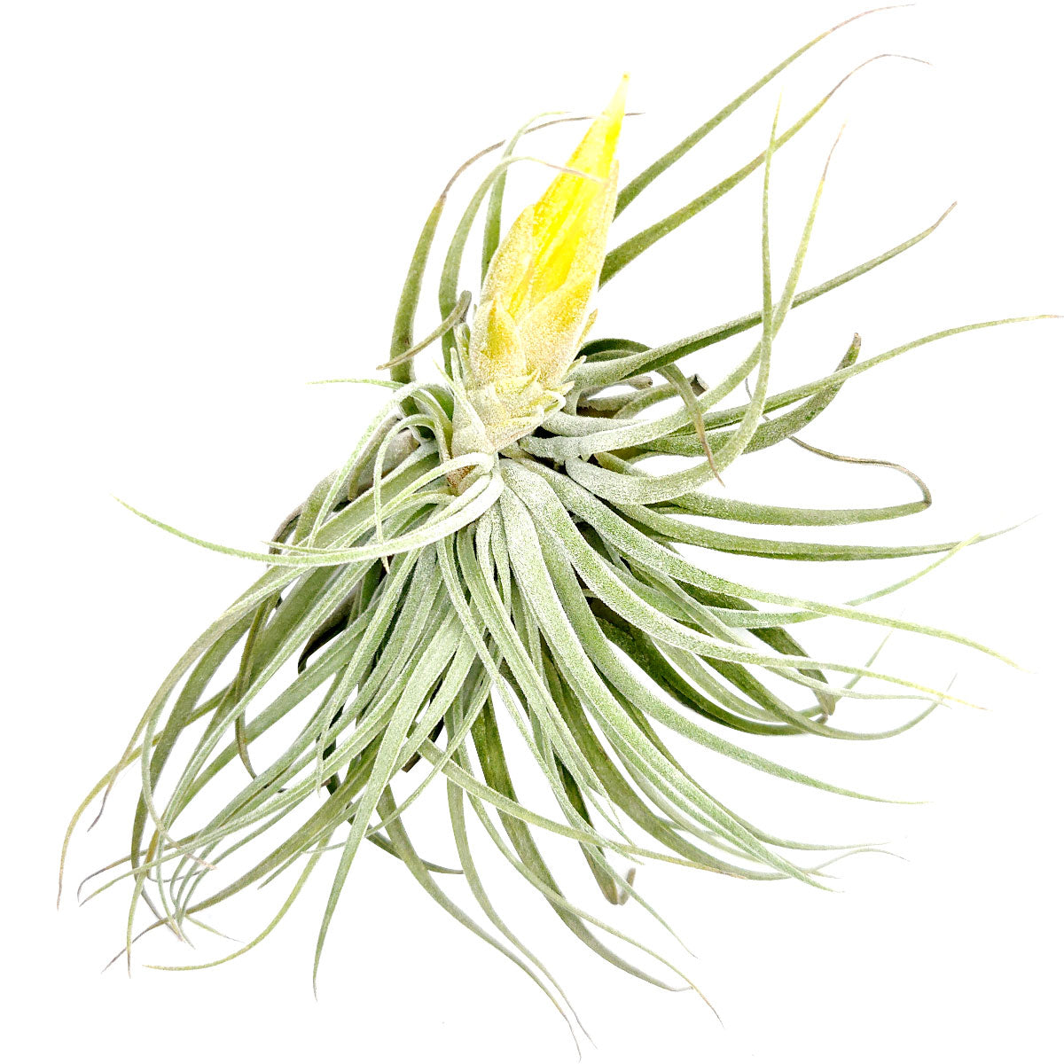 Tillandsia Matudae air plant for sale, unique gift decor ideas, air plant subscription delivery monthly, Tillandsia Matudae with air plant care guide, rare air plant