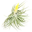 Tillandsia Matudae air plant for sale, unique gift decor ideas, air plant subscription delivery monthly, Tillandsia Matudae with air plant care guide, rare air plant