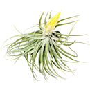 Tillandsia Matudae air plant for sale, unique gift decor ideas, air plant subscription delivery monthly, Tillandsia Matudae with air plant care guide, rare air plant