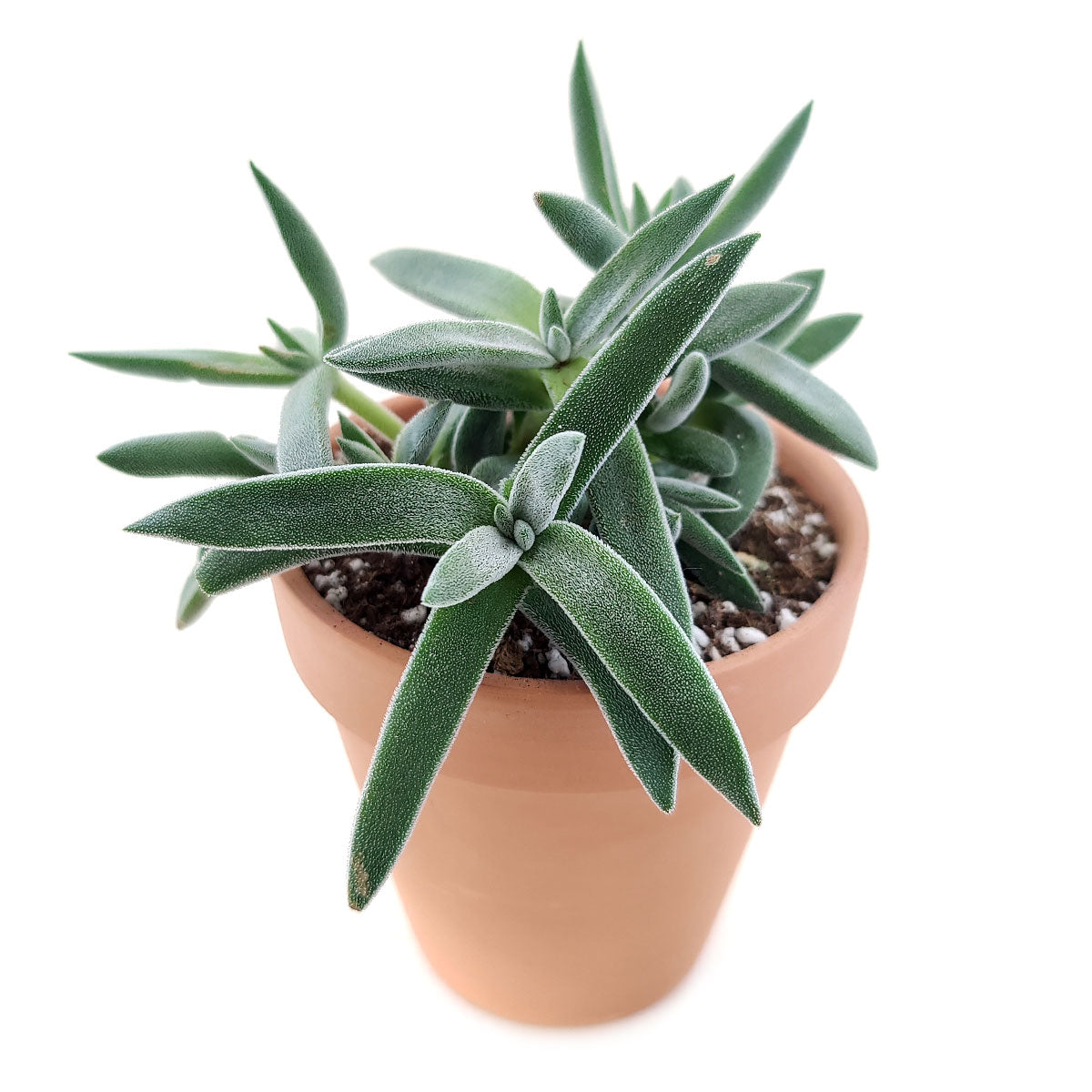 crassula mesembryanthemoides succulent Crassula Mesembryanthemoides Tarantula