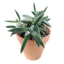 How to grow Crassula Mesembryanthemoides Tenelli indoor, succulents for sale, succulent gift box, succulent decor ideas, crassula, crassula plant, crassula succulent, crassula types, crassula varieties, types of crassula, crassula species, crassulas, succulent crassula