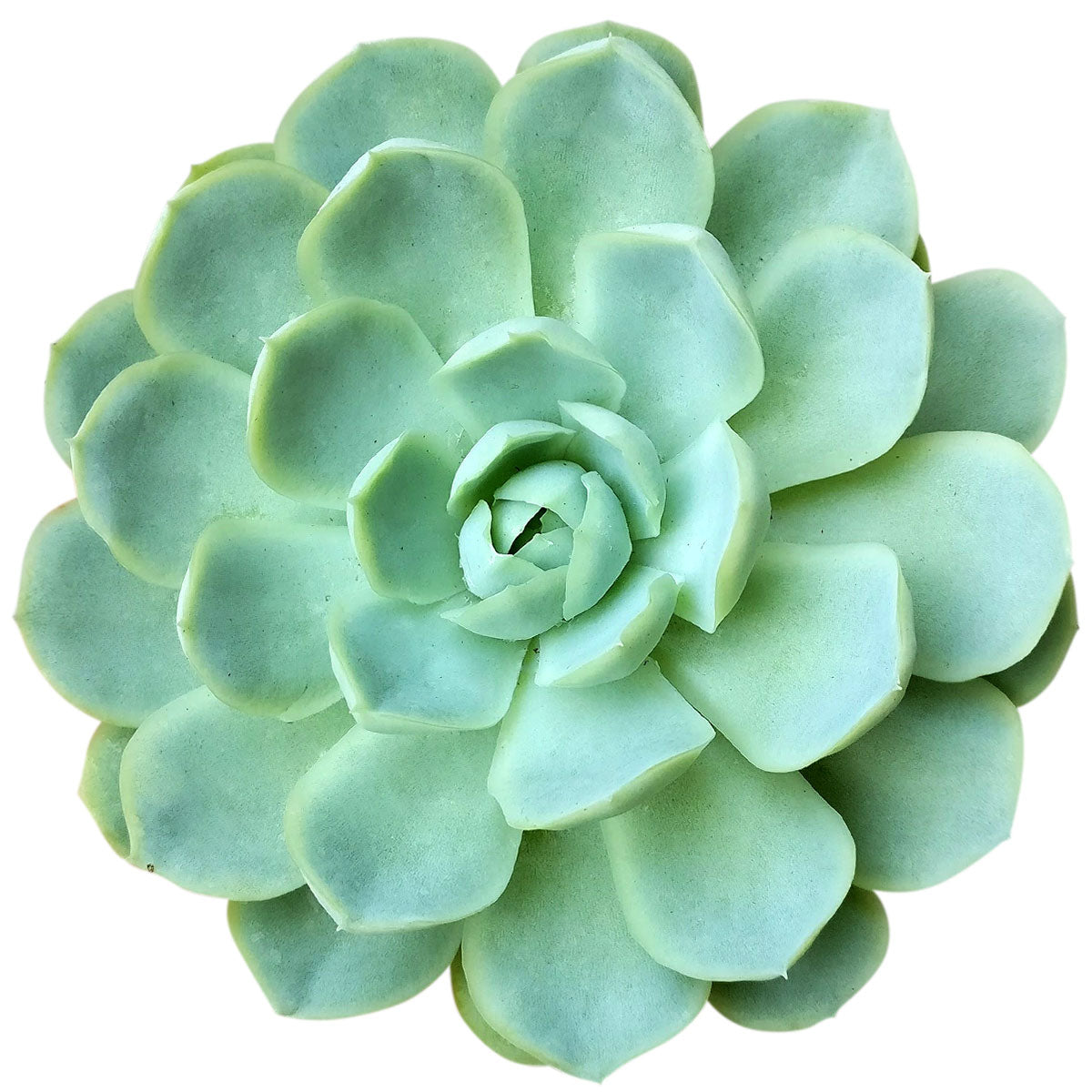 mexican succulent plant Echeveria Elegans Mexican Snowballs Succulent