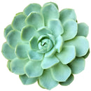 Echeveria Elegans for sale, succulent care guide, monthly succulents, Rare succulents, succulents store in CA, succulent care, succulents garden, Succulents shop near me, Echeveria Elegans in California