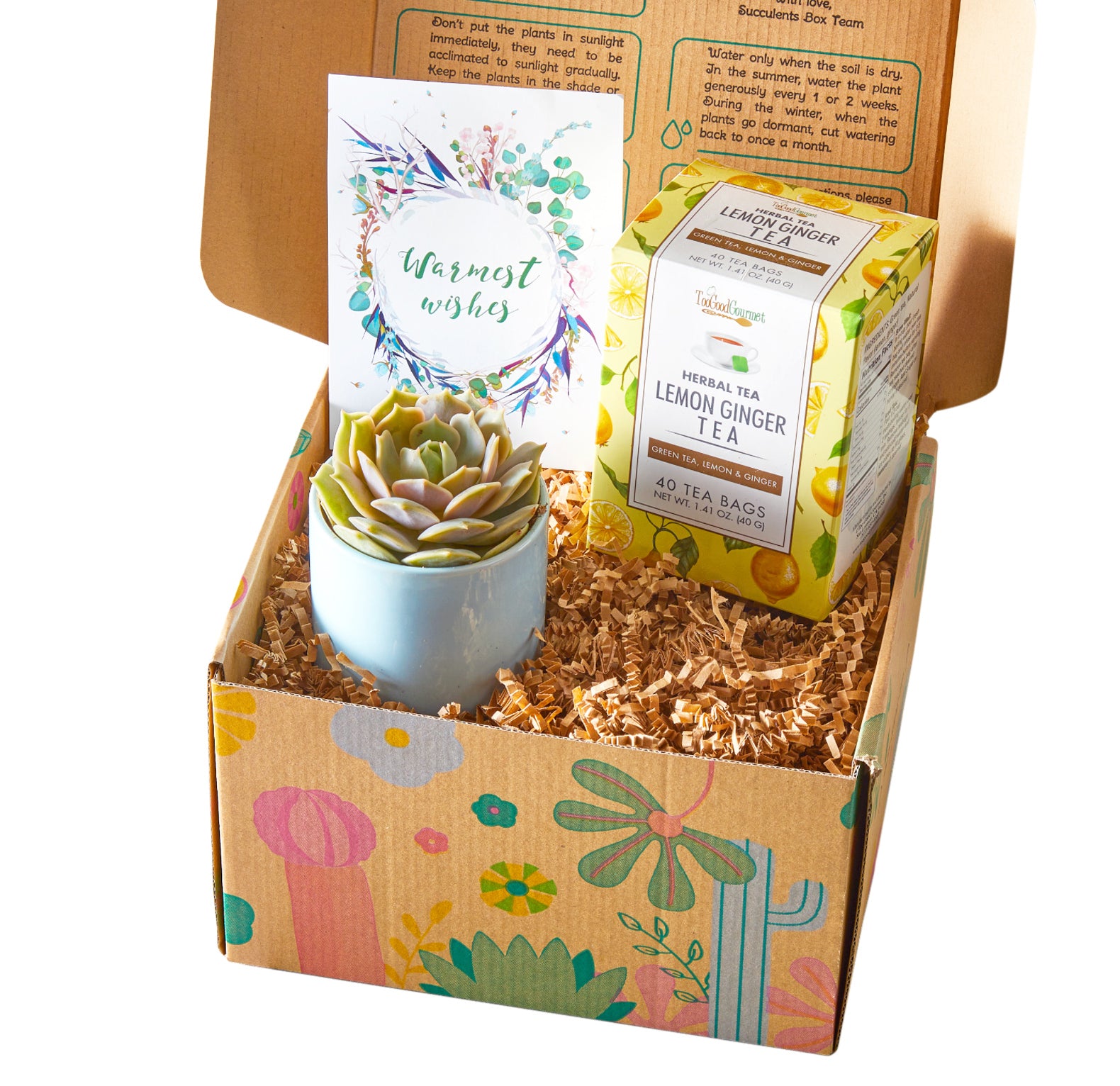 tea bags for succulents Warmest Wishes Succulent Gift Box with Lemon Ginger Tea, Holiday Plant Gift Ideas