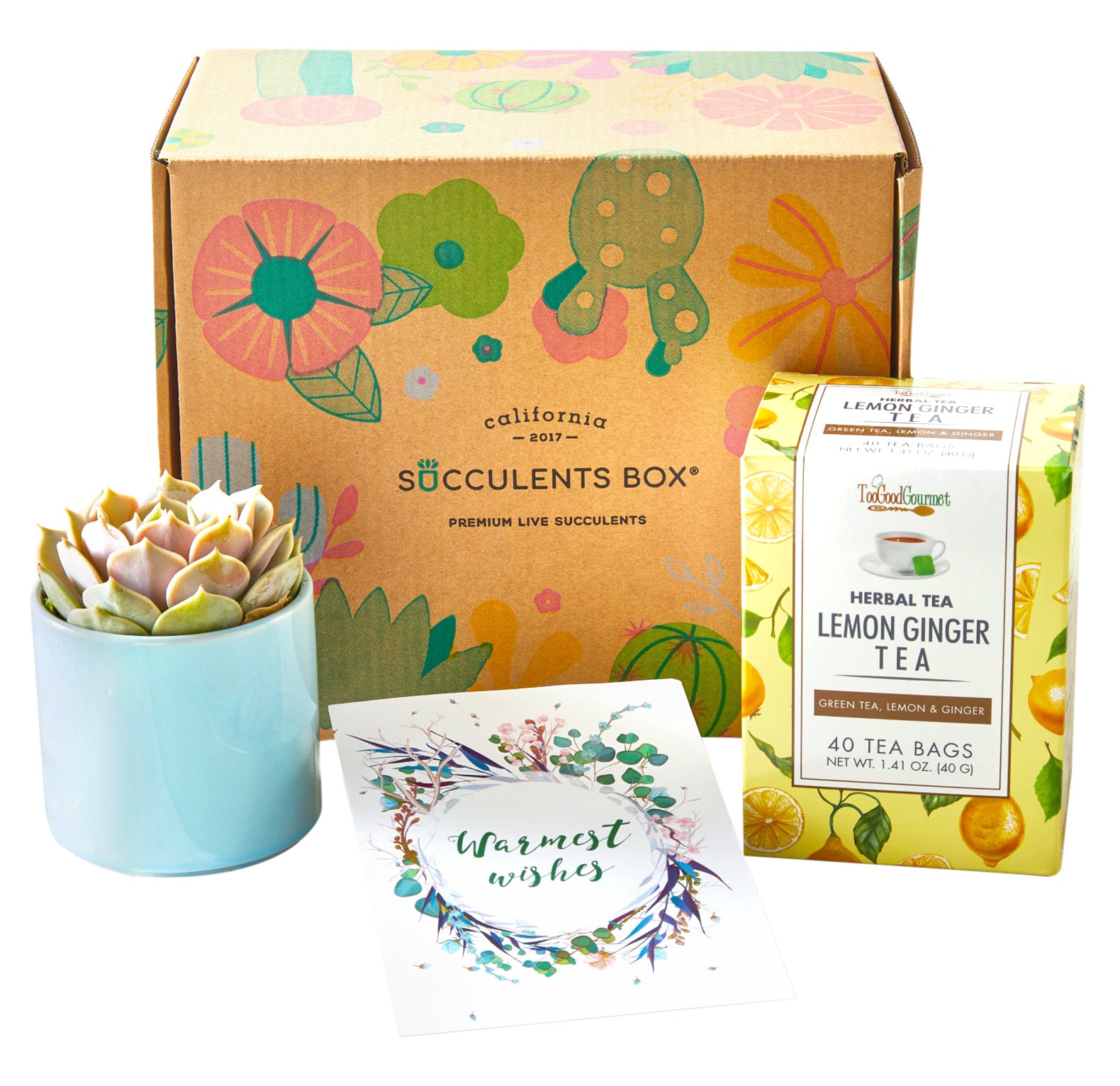 tea bags for succulents Warmest Wishes Succulent Gift Box with Lemon Ginger Tea, Holiday Plant Gift Ideas