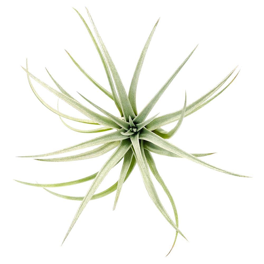 Tillandsia Mima Chiletensis air plant for sale, How to care for Mima Chiletensis air plant, How to grow Mima Chiletensis air plant indoor, unique live airplants for gift ideas, Airplant decoration ideas