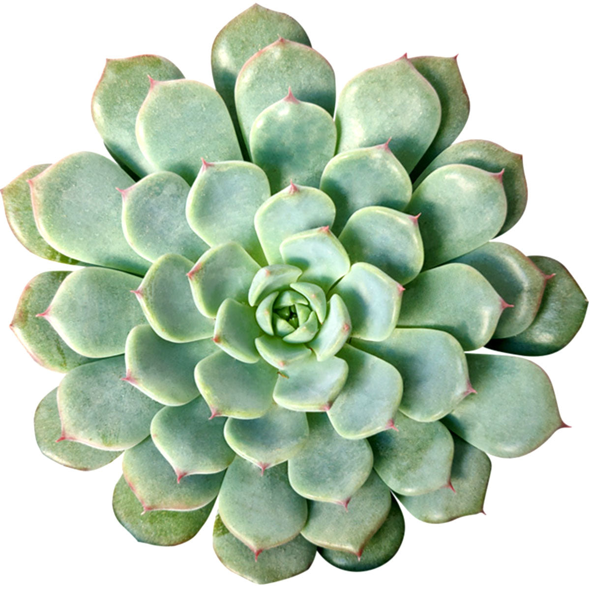 echeveria minima succulent Echeveria Minima Blue Rosette Succulent For Sale 2 inch / White Modern Pot by Succulents Box