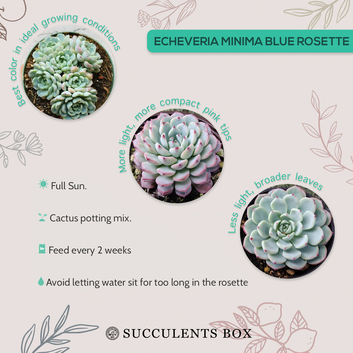 How to care for echeveria minima blue rosette Succulent, How to make your succulent pink, How to change succulent color, How to make echeveria minima blue rosette Succulent turn pink, Succulent turning pink, How to make succulents change color, How to grow colorful succulents., echeveria, echeveria succulent, echeveria types, succulent echeveria, buy succulents online, succulent shop, succulent store, echeveria plant,indoor succulents