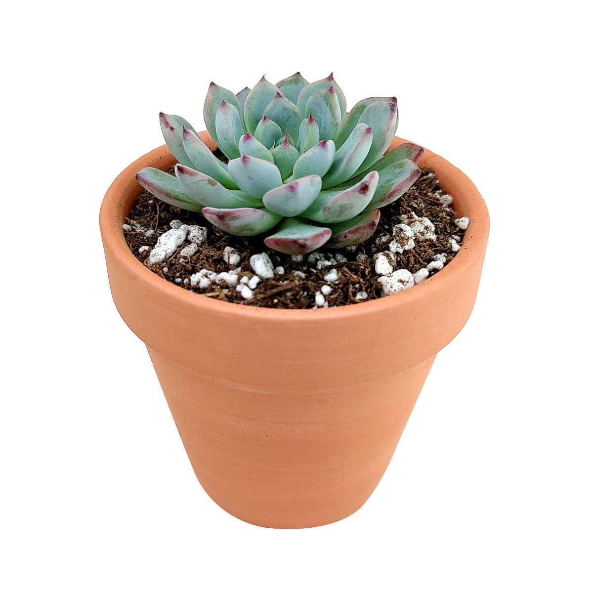 blue succulent plants for sale Echeveria Minima Blue Rosette Succulent For Sale 2 inch / White Modern Pot by Succulents Box
