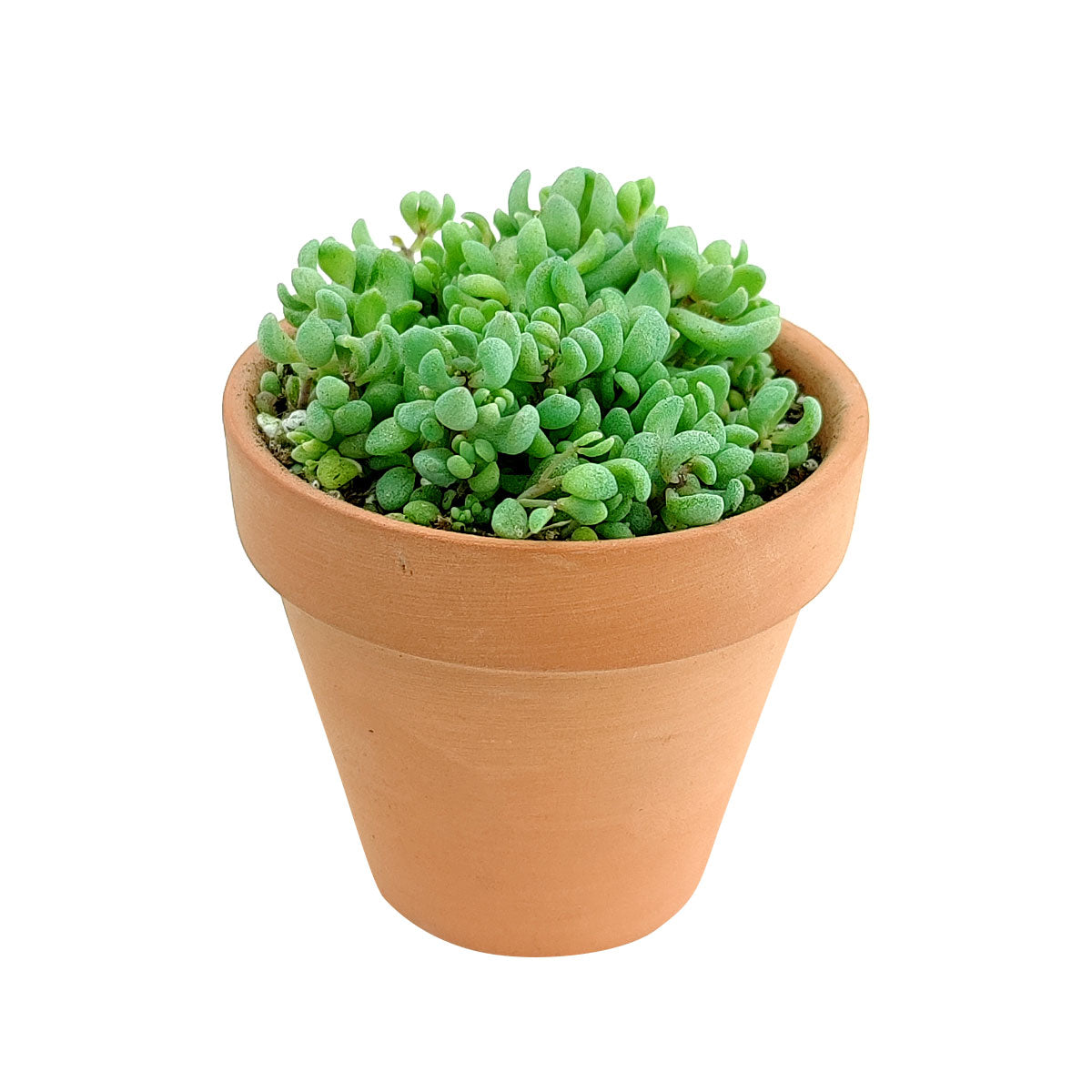 minor succulent Sedum Minor: A Unique and Easy-Care Succulent With A Touch of Elegance 2 inch / Bamboo Pot by Succulents Box