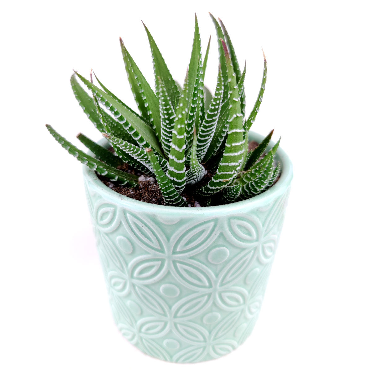 Mint Deco Pot for sale, Ceramic Pot for succulents and flowers, Modern style flower pot for sale, Succulent gift decor ideas