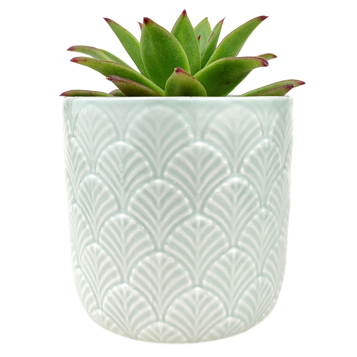 Mint Fan Pot for sale, ceramic vase for home decor, ceramic succulent and cactus pots for sale, Succulent gift ideas
