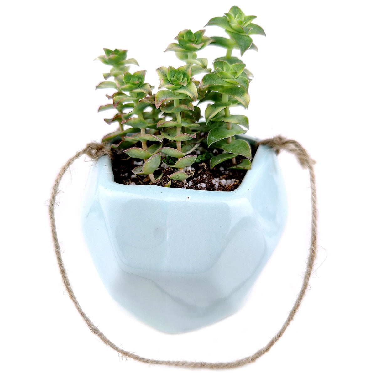Mint Hanging Hexagon Planter