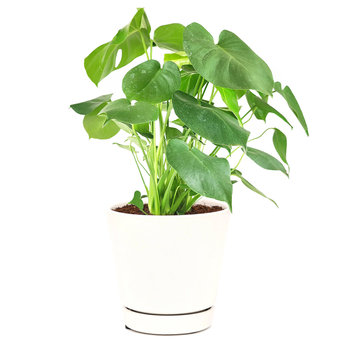 is monstera a succulent Monstera Deliciosa
