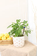 Swiss Cheese plant, Monstera adansonii, Monstera plant, plant with lacy leaves, best air-purifying plant, vining Monstera for hanging baskets 