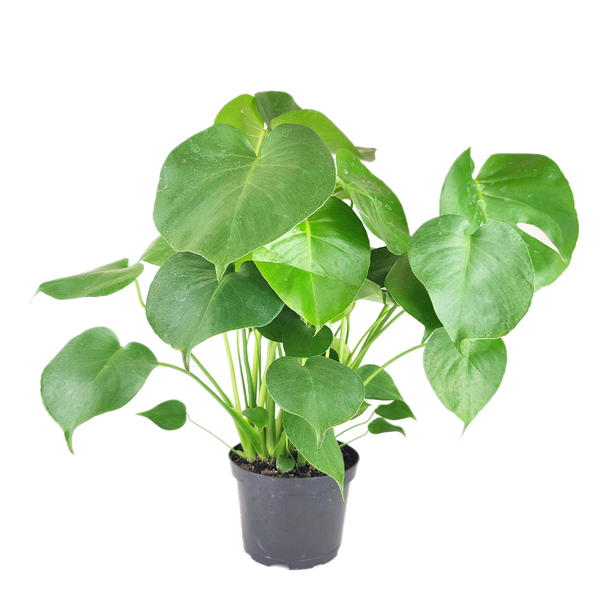 Monstera deliciosa, Swiss cheese plant, huge foliage houseplant, plant with leaf holes, split leaf plant, exotic tropical houseplant, air-purifying plant