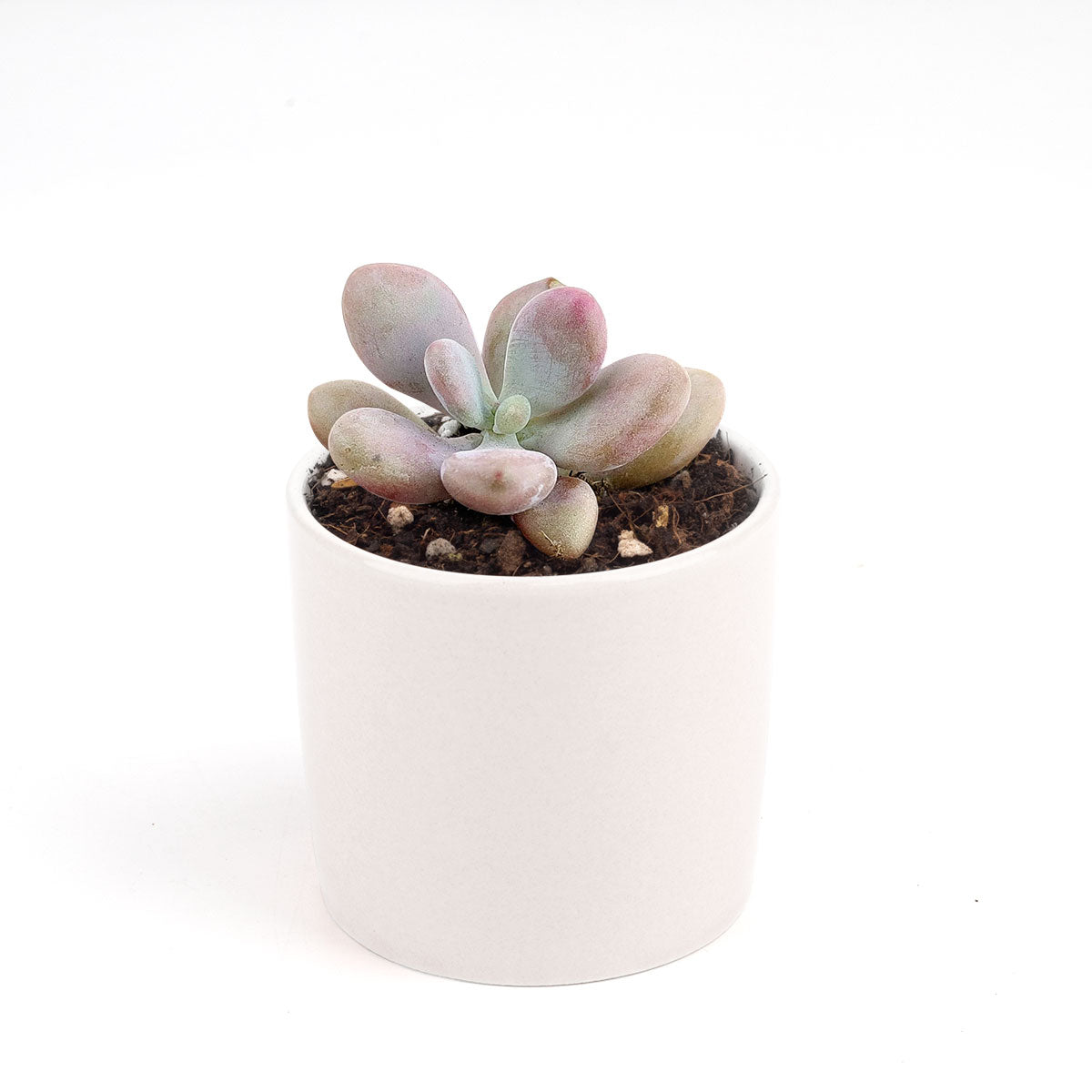 choco moonstone succulent scientific name Buy Moonstones Pachyphytum: A RARE Pink Succulent Gem