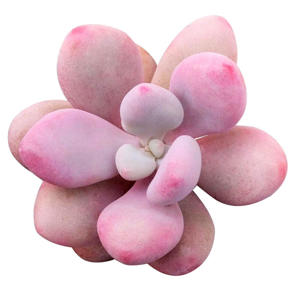moonstone succulent flower Buy Moonstones Pachyphytum: A RARE Pink Succulent Gem 2 inch / No Pot by Succulents Box