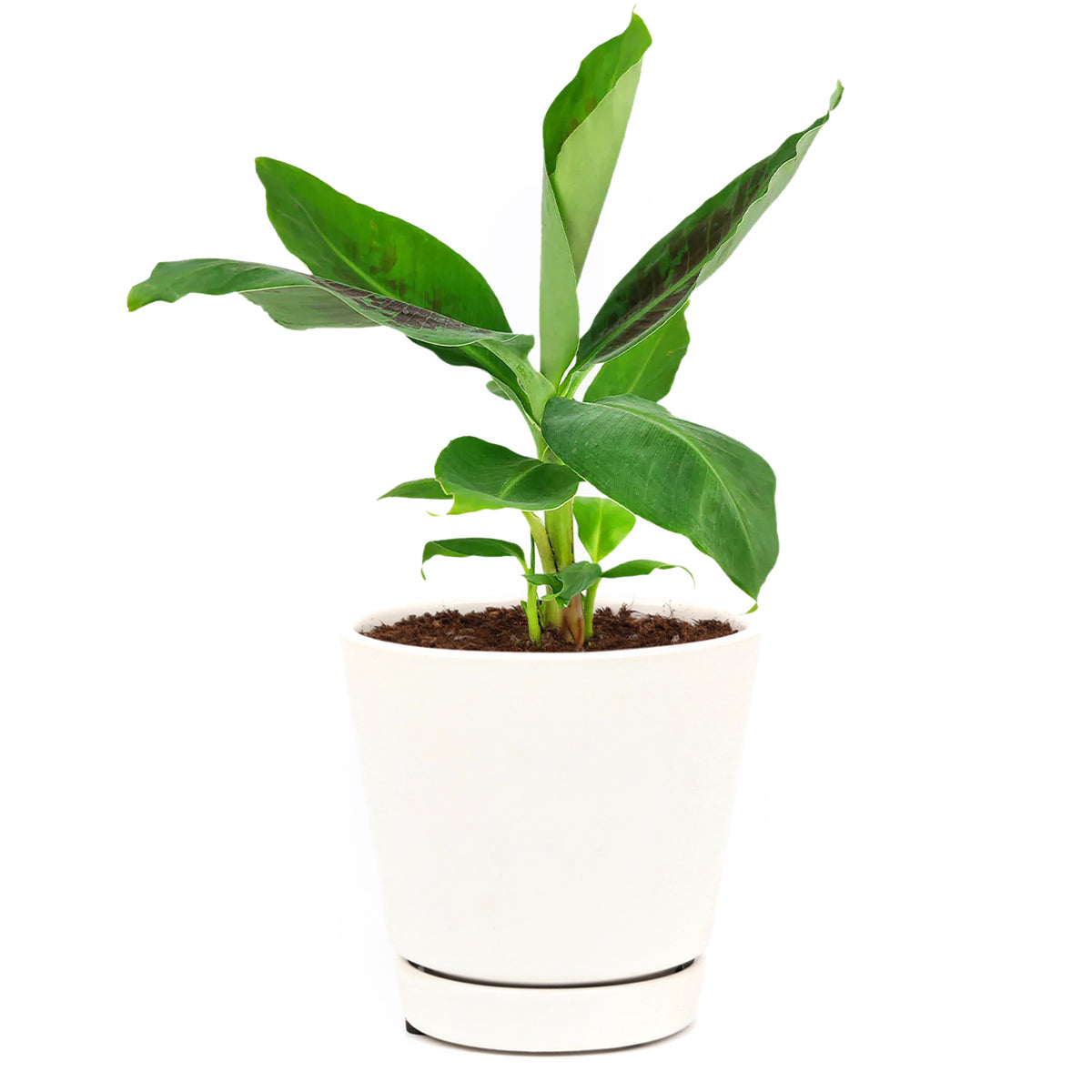 banana musa plant indoor Musa Tropicana Banana Plant - Tropical Air-Purifying Houseplant