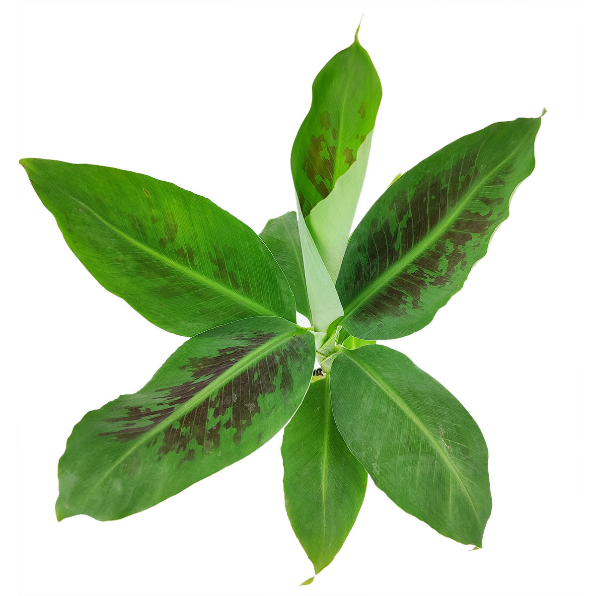 Musa Tropicana, Banana Tree, dwarf banana tree, how to care for banana tree, green foliage plant, air-purifying houseplant, best place to buy indoor plants near me
