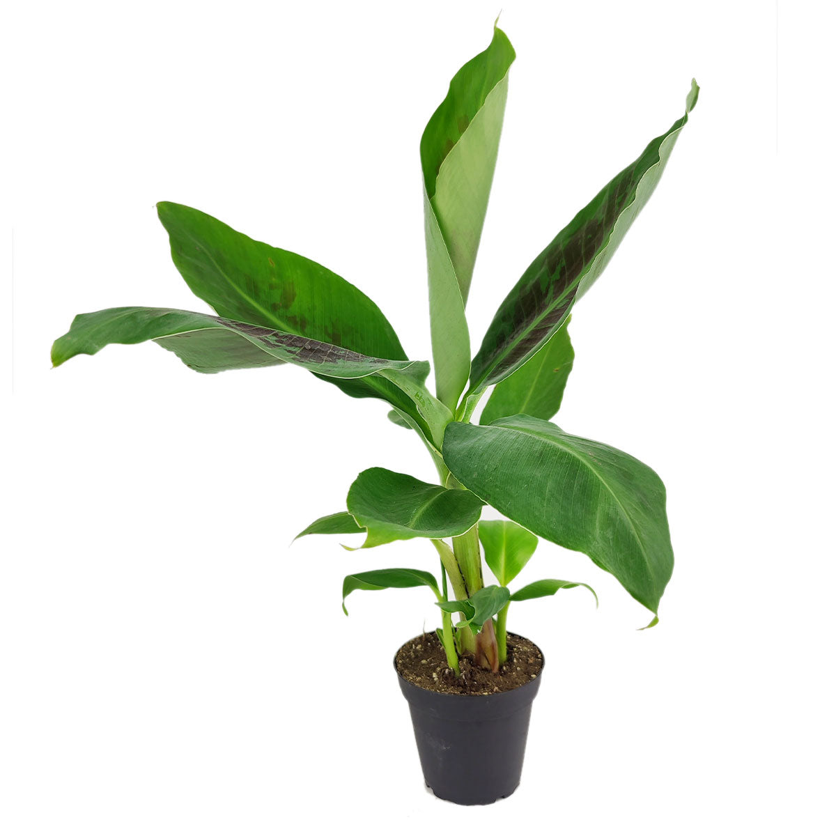 musa plant indoor care Musa Tropicana Banana Plant - Tropical Air-Purifying Houseplant