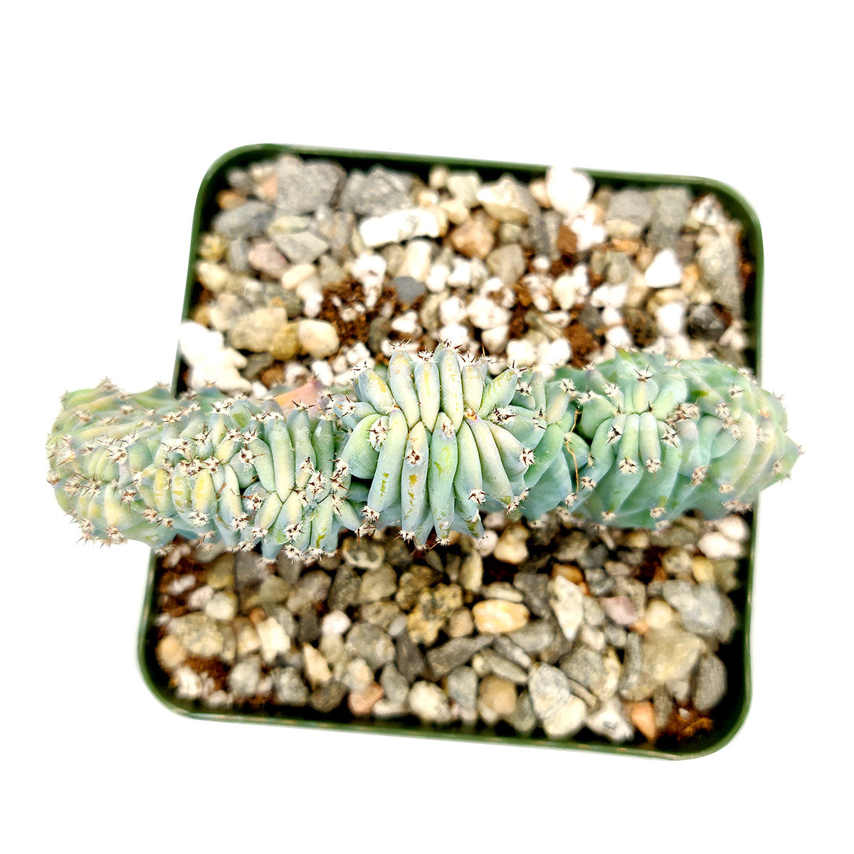 Dinosaur Back Plant, How to take care for Dinosaur Back Plant, rare succulent plant, unique succulent gift decor ideas, monthly succulents, Succulents shop near me, succulents garden, succulents shop in California, indoor succulents, succulent subscription, succulents store in CA, growing for Dinosaur Back Plant, Crested Blue Myrtle, Crested Blue Candle; Crested Blue Flame, cactus, cactus succulent, succulent cactus, cacti, cactus and succulents, succulents box, buy succulents online