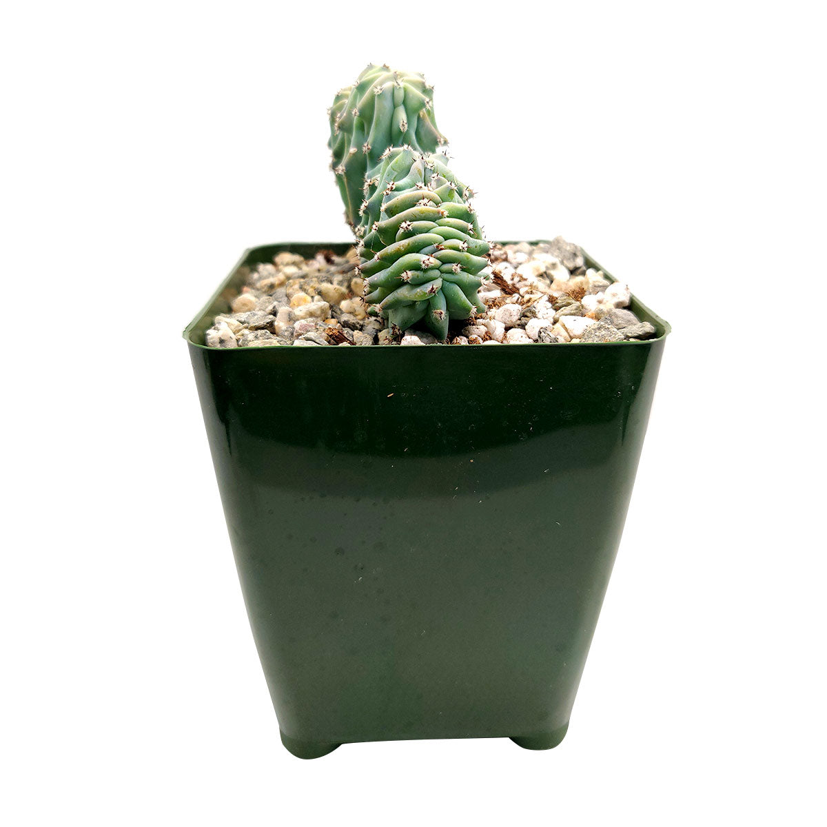 Dinosaur Back Plant, How to take care for Dinosaur Back Plant, rare succulent plant, unique succulent gift decor ideas, monthly succulents, Succulents shop near me, succulents garden, succulents shop in California, indoor succulents, succulent subscription, succulents store in CA, growing for Dinosaur Back Plant, Crested Blue Myrtle, Crested Blue Candle; Crested Blue Flame, cactus, cactus succulent, succulent cactus, cacti, cactus and succulents, succulents box, buy succulents online