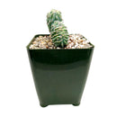 Dinosaur Back Plant, How to take care for Dinosaur Back Plant, rare succulent plant, unique succulent gift decor ideas, monthly succulents, Succulents shop near me, succulents garden, succulents shop in California, indoor succulents, succulent subscription, succulents store in CA, growing for Dinosaur Back Plant, Crested Blue Myrtle, Crested Blue Candle; Crested Blue Flame, cactus, cactus succulent, succulent cactus, cacti, cactus and succulents, succulents box, buy succulents online