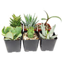 buy mystery succulent box assorted plants online, mystery succulent gift box for plant lovers, succulent care package surprise assortment, mystery succulents randomly selected variety pack