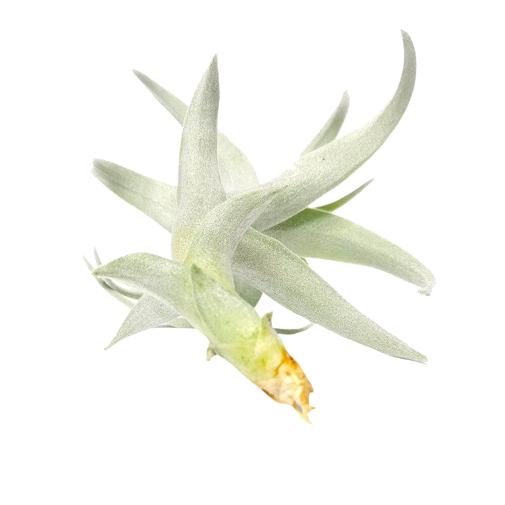 nana air plant Tillandsia Nana Air Plant Curly Air Plant - Easy Care Air Plant for Home Decoration