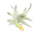 Tillandsia Nana air plant for sale, How to grow Tillandsia Nana air plant indoor, How to care for Tillandsia Nana air plants, air plants subscription box delivered monthly, air plants gift ideas, rare air plants for sale