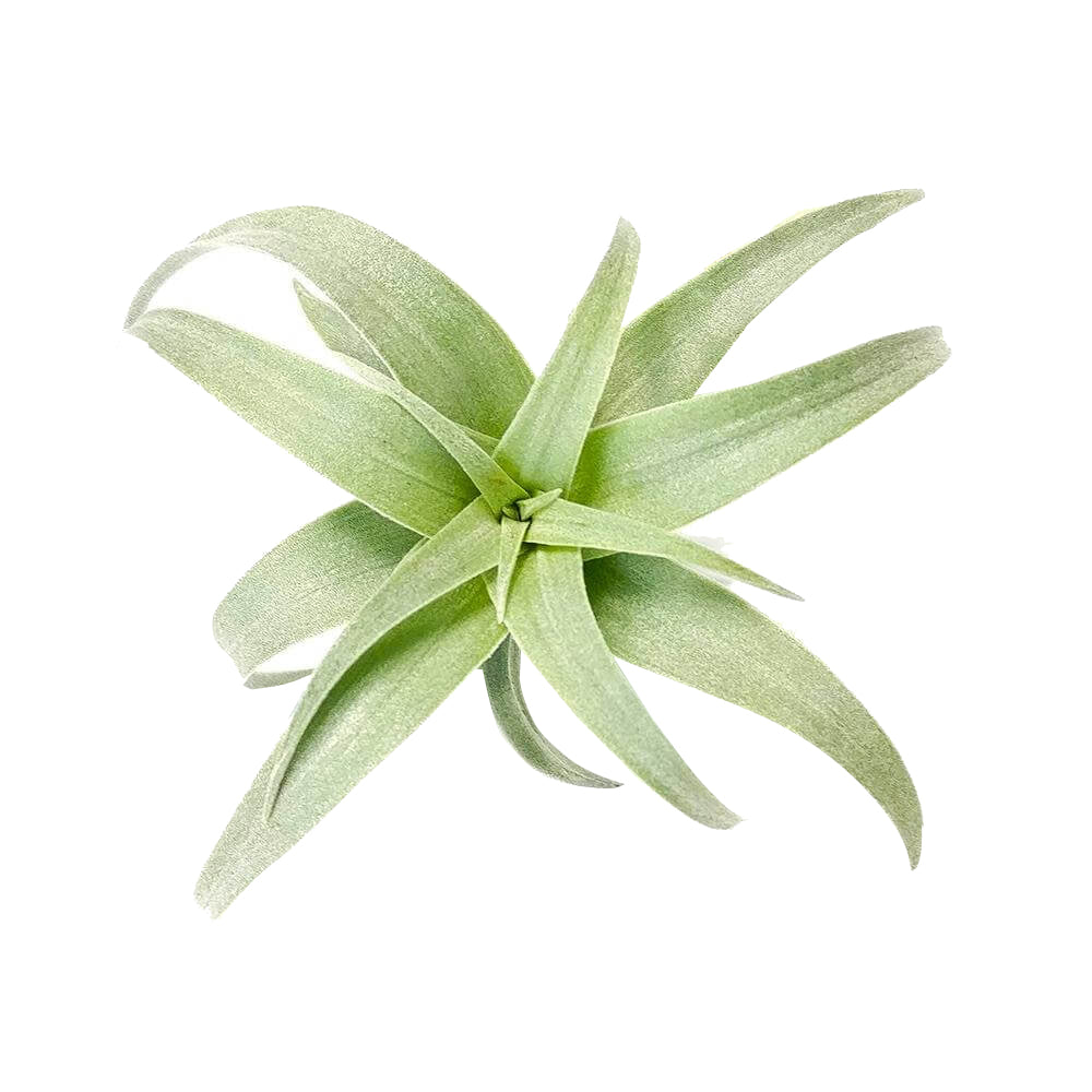 Tillandsia Nana air plant for sale, How to grow Tillandsia Nana air plant indoor, How to care for Tillandsia Nana air plants, air plants subscription box delivered monthly, air plants gift ideas, rare air plants for sale