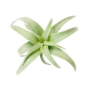 Tillandsia Nana air plant for sale, How to grow Tillandsia Nana air plant indoor, How to care for Tillandsia Nana air plants, air plants subscription box delivered monthly, air plants gift ideas, rare air plants for sale