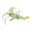 nana air plant Tillandsia Nana Air Plant Curly Air Plant - Easy Care Air Plant for Home Decoration